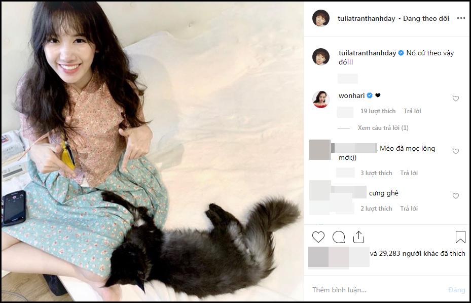 Xúi dại Hari Won cạo sạch lông mèo 3.000 USD lần nữa, có vẻ fan rất thích xem cảnh cháy nhà của cô và Trấn Thành?-5