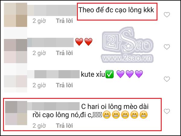 Xúi dại Hari Won cạo sạch lông mèo 3.000 USD lần nữa, có vẻ fan rất thích xem cảnh cháy nhà của cô và Trấn Thành?-7