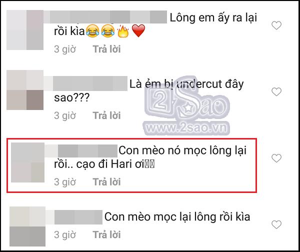 Xúi dại Hari Won cạo sạch lông mèo 3.000 USD lần nữa, có vẻ fan rất thích xem cảnh cháy nhà của cô và Trấn Thành?-8