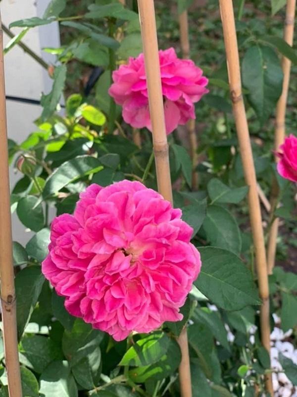 Biệt thự vài triệu đô ngập tràn sắc xuân của ca sĩ Vy Oanh-4