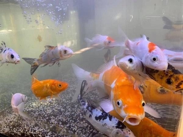 Biệt thự vài triệu đô ngập tràn sắc xuân của ca sĩ Vy Oanh-9