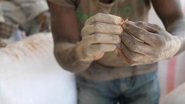 Kinh hãi món ăn từ ấu trùng bọ xít của người Ma Rốc-4