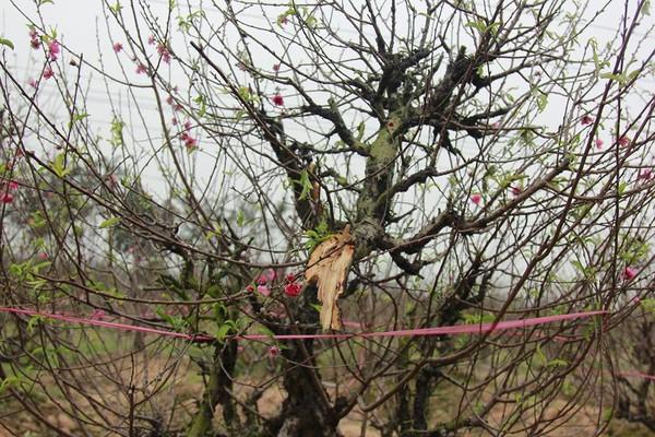 11 gia đình uất nghẹn vì bị chặt phá hàng trăm gốc đào bán Tết trong khi mải xem đội tuyển Việt Nam đá bóng-2