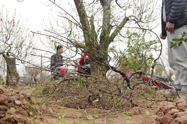 11 gia đình uất nghẹn vì bị chặt phá hàng trăm gốc đào bán Tết trong khi mải xem đội tuyển Việt Nam đá bóng-3