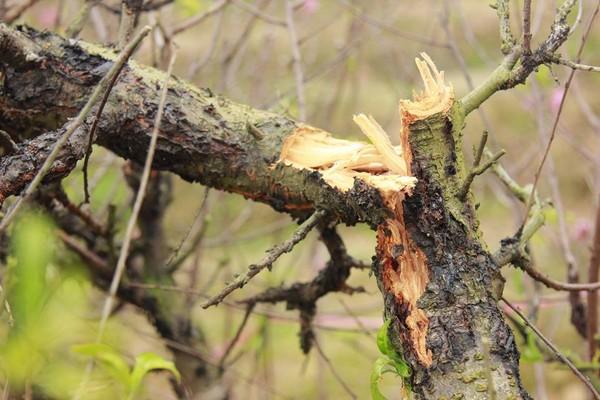 11 gia đình uất nghẹn vì bị chặt phá hàng trăm gốc đào bán Tết trong khi mải xem đội tuyển Việt Nam đá bóng-6