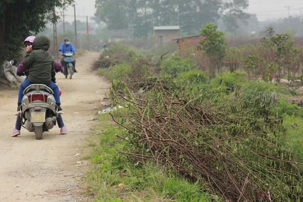 11 gia đình uất nghẹn vì bị chặt phá hàng trăm gốc đào bán Tết trong khi mải xem đội tuyển Việt Nam đá bóng-7