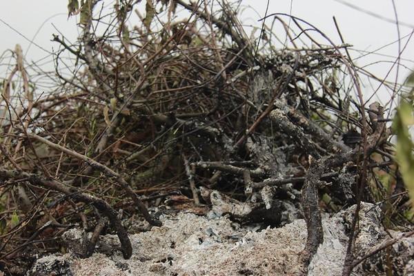 11 gia đình uất nghẹn vì bị chặt phá hàng trăm gốc đào bán Tết trong khi mải xem đội tuyển Việt Nam đá bóng-8