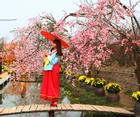 Du khách thoải mái tạo dáng chụp ảnh tại vườn đào Hà Nội