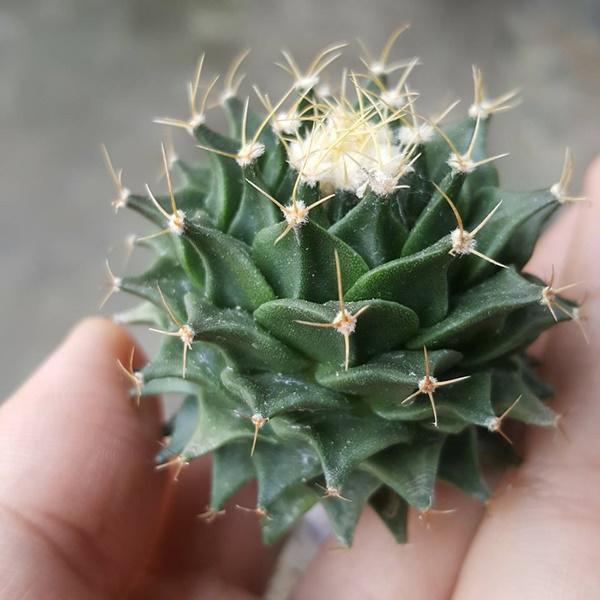 12 con giáp tương xứng với 12 loại cây hợp mệnh, đặt đâu tiền chảy vào chỗ đó-3