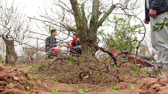 Vườn đào bị phá, ông chủ uống thuốc sâu tự tử-1