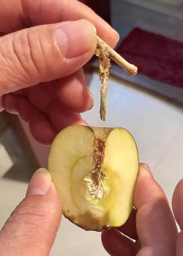 Cú lừa thế kỷ: Mua táo bonsai chưng Tết éo le lại nở ra hoa dâm bụt-3