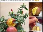 Cú lừa thế kỷ: Mua táo bonsai chưng Tết éo le lại nở ra hoa dâm bụt