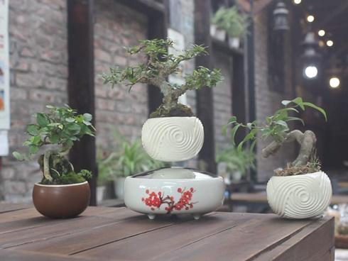 Cú lừa thế kỷ: Mua táo bonsai chưng Tết éo le lại nở ra hoa dâm bụt-4