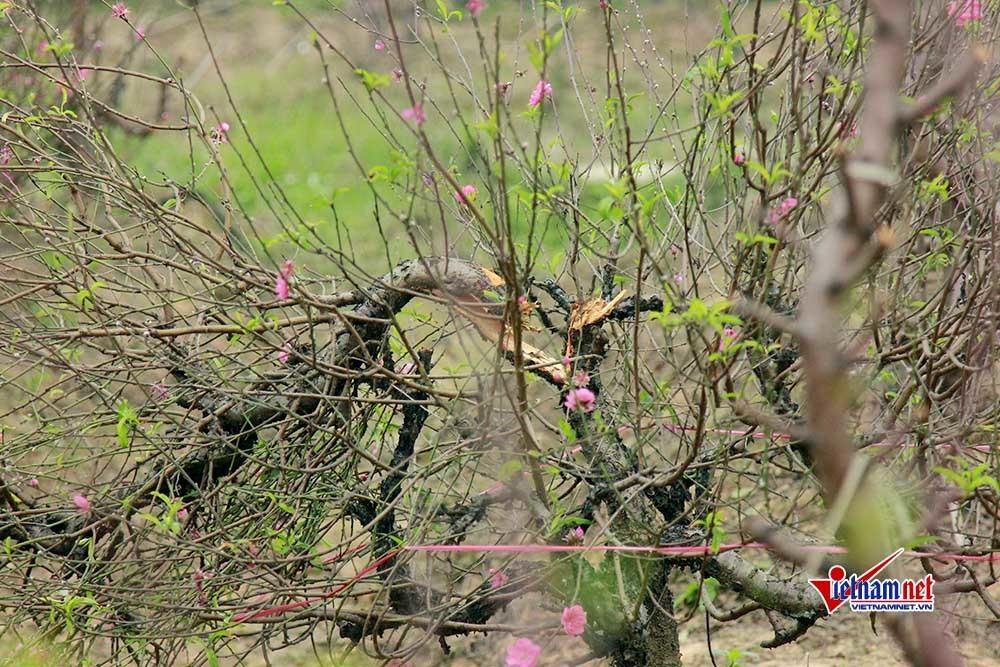 Vụ hàng trăm gốc đào bị đốn hạ: Công an Bắc Ninh chỉ đạo khẩn-1