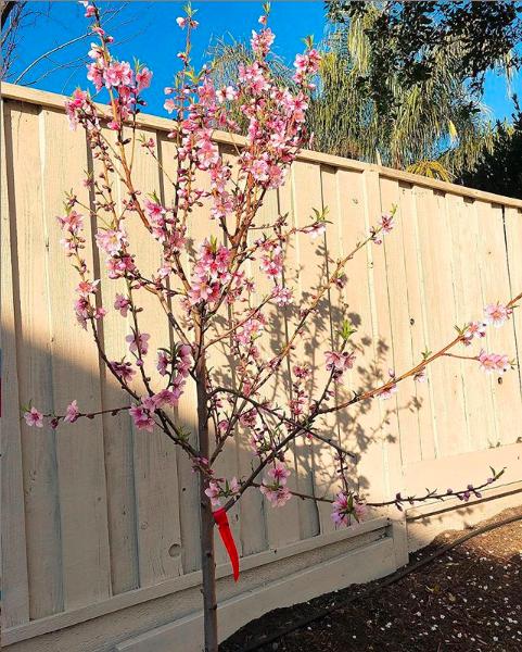 Giữa nghi án sang Mỹ dưỡng thai, Phạm Hương thông báo gây xôn xao: Xuân này con không về-3