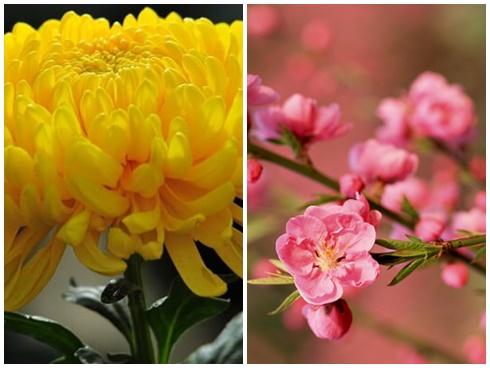 8 loại hoa nên có trong ngày Tết để cả năm gặp nhiều may mắn, phúc lộc ngập nhà