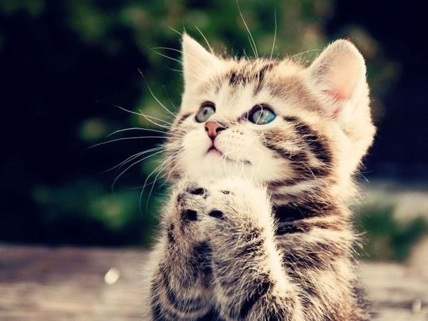 3 con giáp túi rủng rỉnh tiền, két ngập đầy vàng, phát tài phát lộc, giàu sang sung túc năm Kỷ Hợi-4