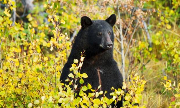 Bé trai 3 tuổi lạc vào rừng giữa mùa đông, sống sót nhờ... gấu đen-1