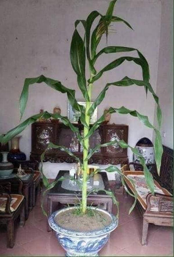 Đào, mai đã là dĩ vãng, rau củ mới là hot trend cây cảnh của dịp Tết 2019-9