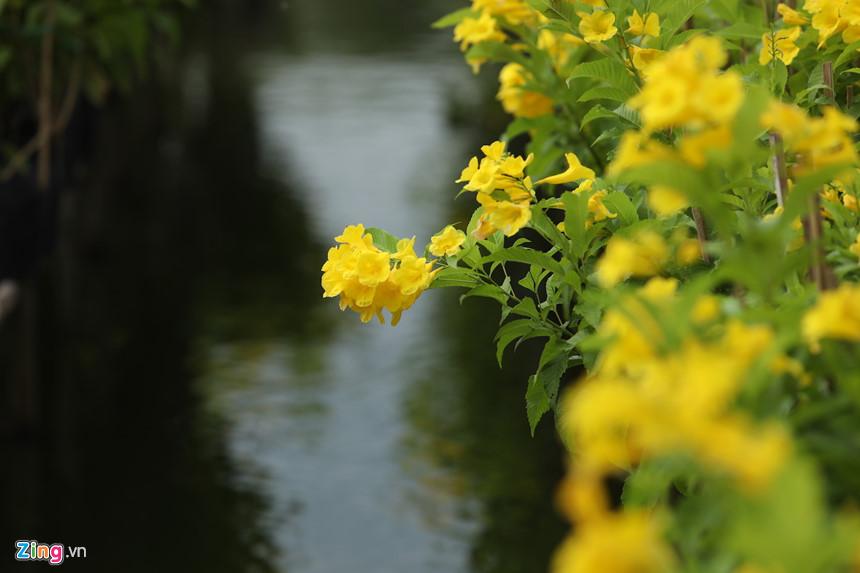 Vương quốc hoa miền Tây những ngày giáp Tết-4