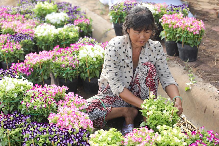 Vương quốc hoa miền Tây những ngày giáp Tết-9