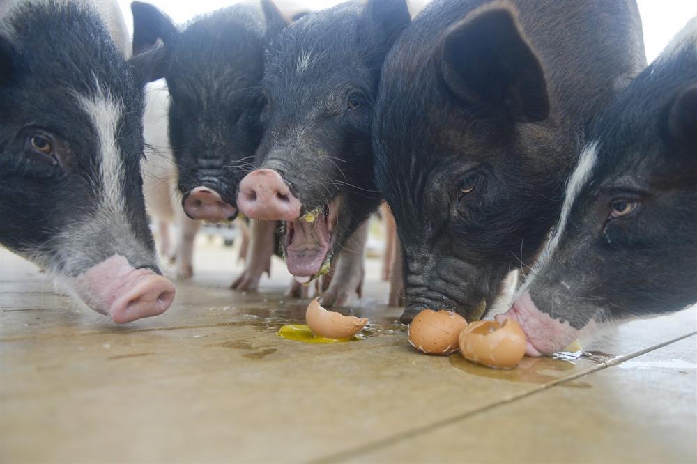 Công viên Hành tinh Lợn ở Trung Quốc hút khách dịp năm mới-5