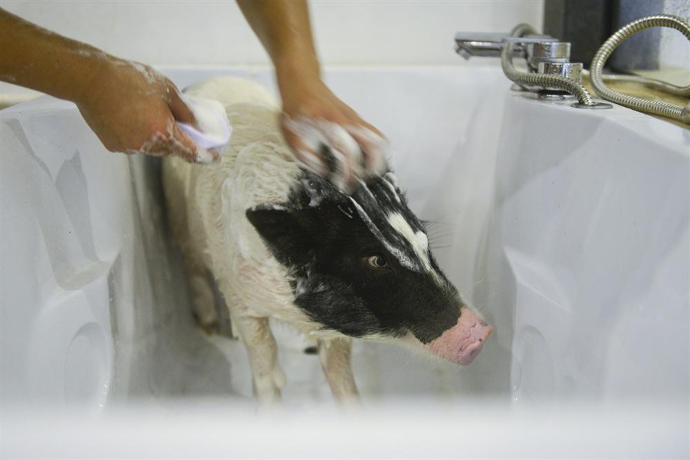 Công viên Hành tinh Lợn ở Trung Quốc hút khách dịp năm mới-6