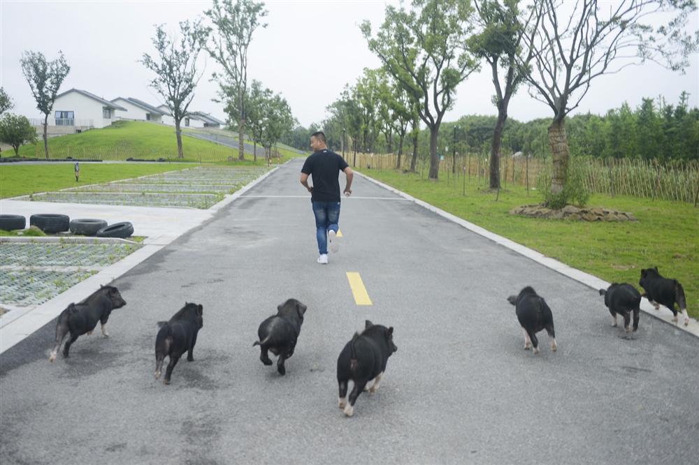 Công viên Hành tinh Lợn ở Trung Quốc hút khách dịp năm mới-8