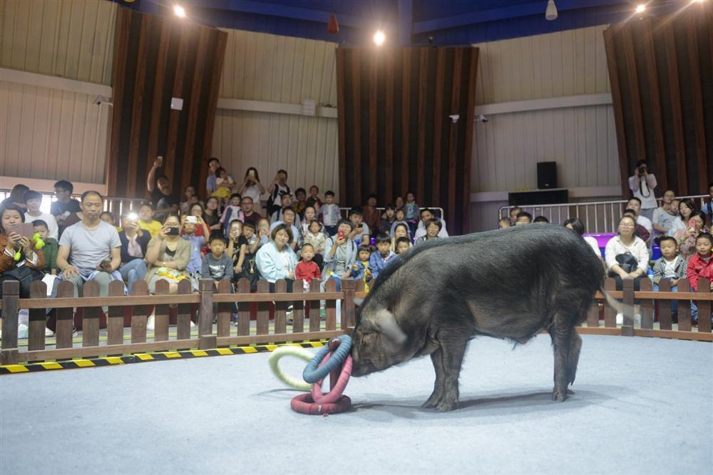 Công viên Hành tinh Lợn ở Trung Quốc hút khách dịp năm mới-10