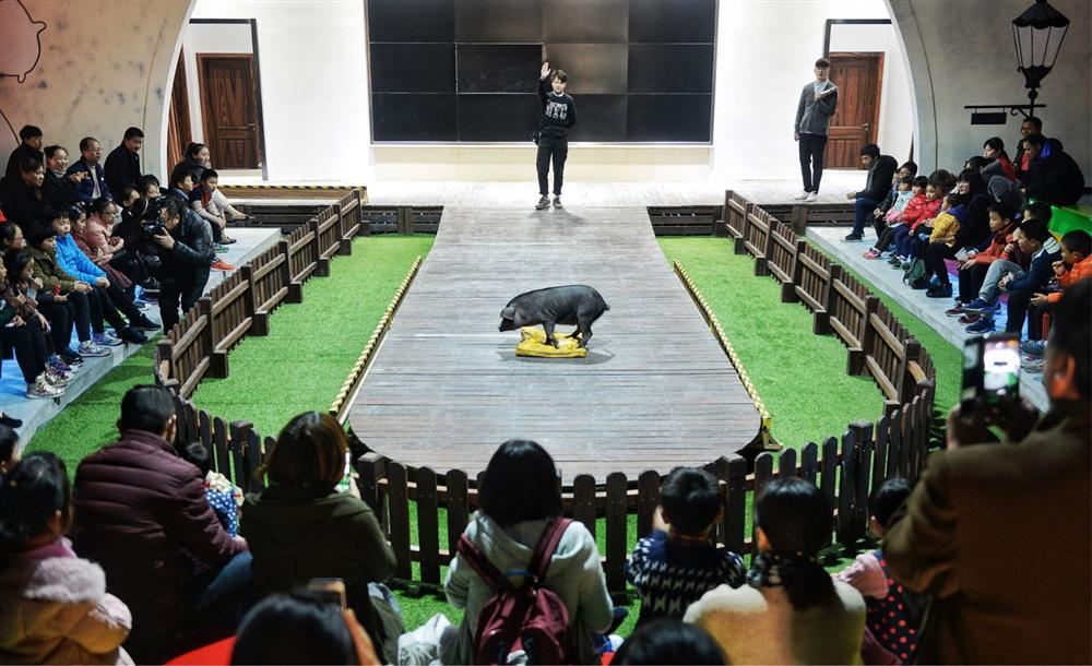 Công viên Hành tinh Lợn ở Trung Quốc hút khách dịp năm mới-11