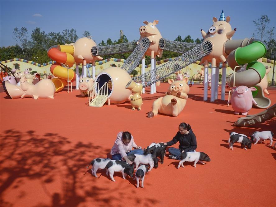 Cây cầu đặc biệt nhất thế giới, xây chỉ để cho 45 triệu con cua bò qua-5