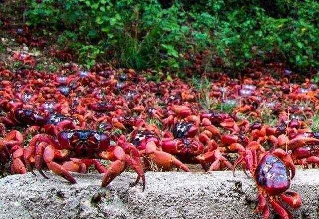 Cây cầu đặc biệt nhất thế giới, xây chỉ để cho 45 triệu con cua bò qua-2