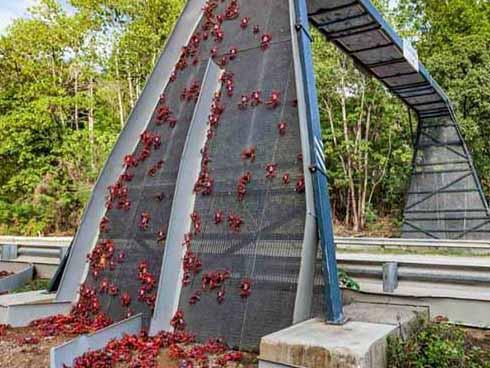 Cây cầu đặc biệt nhất thế giới, xây chỉ để cho 45 triệu con cua bò qua