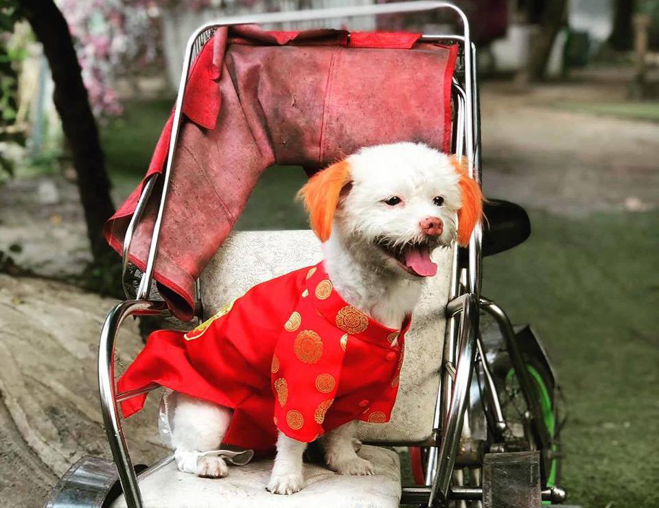 Bốn triệu đồng 1 bộ áo quần Tết cho chó mèo trưng diện-2