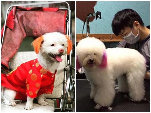 Bốn triệu đồng 1 bộ áo quần Tết cho chó mèo trưng diện