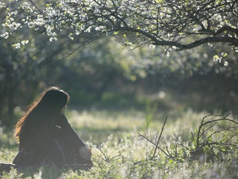 Du xuân Mộc Châu, check-in rừng hoa mận nở trắng trời
