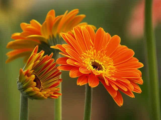 Hãy đặt ngay loài hoa này lên bàn thờ ngày Tết để cả năm bạc tiền dư dả, phúc lộc ngập nhà, xui xẻo tránh xa-3