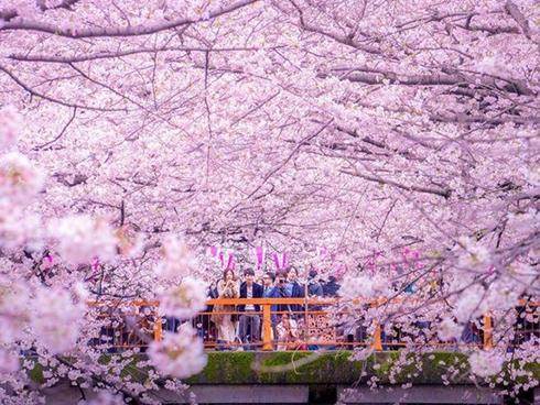 Khám phá Tokyo, thành phố không ngủ của Nhật Bản-1