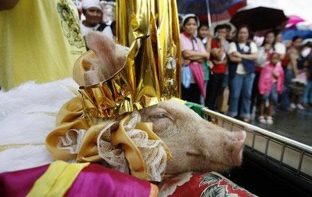 Nhân năm Kỷ Hợi xúng xính áo quần tham dự 3 lễ hội heo độc đáo, thú vị nhất trên thế giới-7