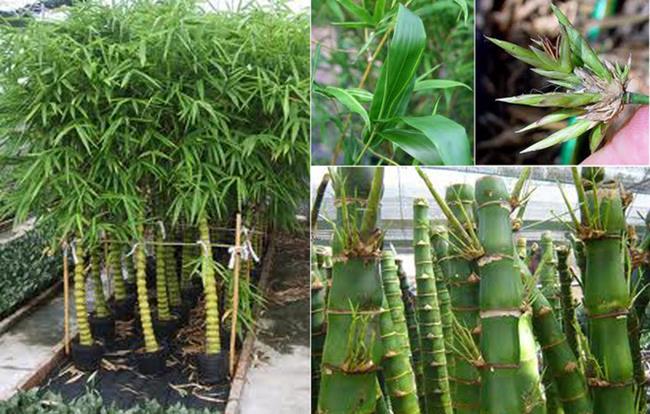 Đầu năm nhà nào có 1 trong 5 loài cây này trước cửa, gia đình sẽ tránh được hầu hết vận xui trong năm-1