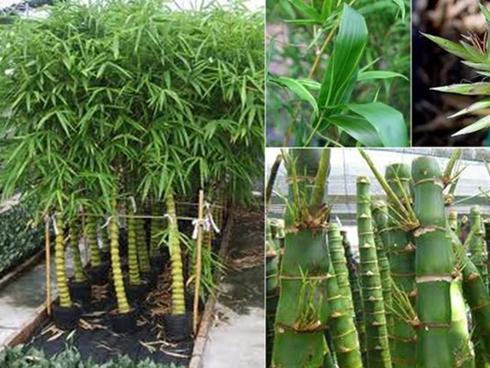 Đầu năm nhà nào có 1 trong 5 loài cây này trước cửa, gia đình sẽ tránh được hầu hết vận xui trong năm