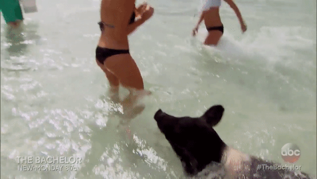 Mải tạo dáng, nữ người mẫu bất ngờ bị lợn cắn vòng 3-1