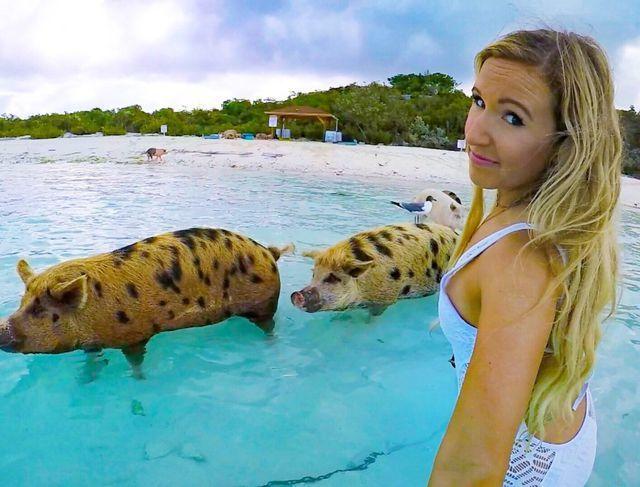 Mải tạo dáng, nữ người mẫu bất ngờ bị lợn cắn vòng 3-3