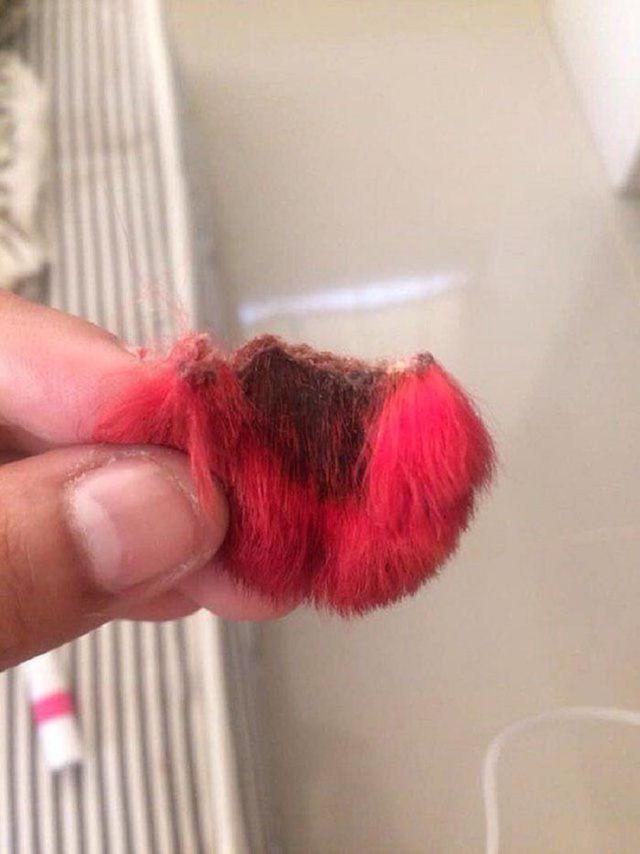 Dị ứng với thuốc nhuộm, chú chó rụng cả tai-5