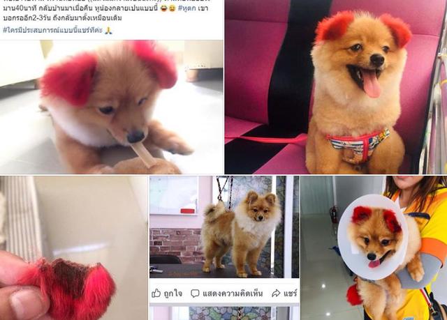 Dị ứng với thuốc nhuộm, chú chó rụng cả tai-6