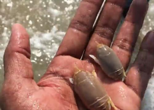 Đặc sản sông Hằng trông ghê rợn bao nhiêu thì ăn lại ngon bấy nhiêu-1