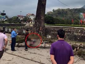 CLIP: Đi bộ trên đường, nam thanh niên bị cành cây rơi trúng, tử vong CLIP: Đi bộ trên đường, nam thanh niên bị cành cây rơi trúng, tử vong