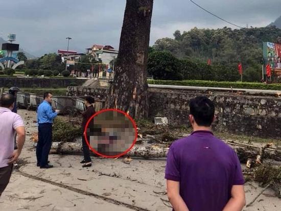 CLIP: Đi bộ trên đường, nam thanh niên bị cành cây rơi trúng, tử vong