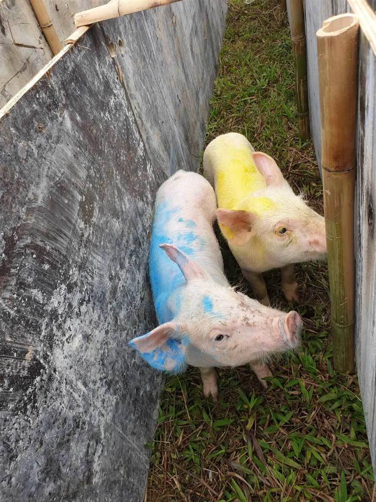 Cười vỡ bụng với màn đua lợn có 1-0-2 tại Ba Vì-4