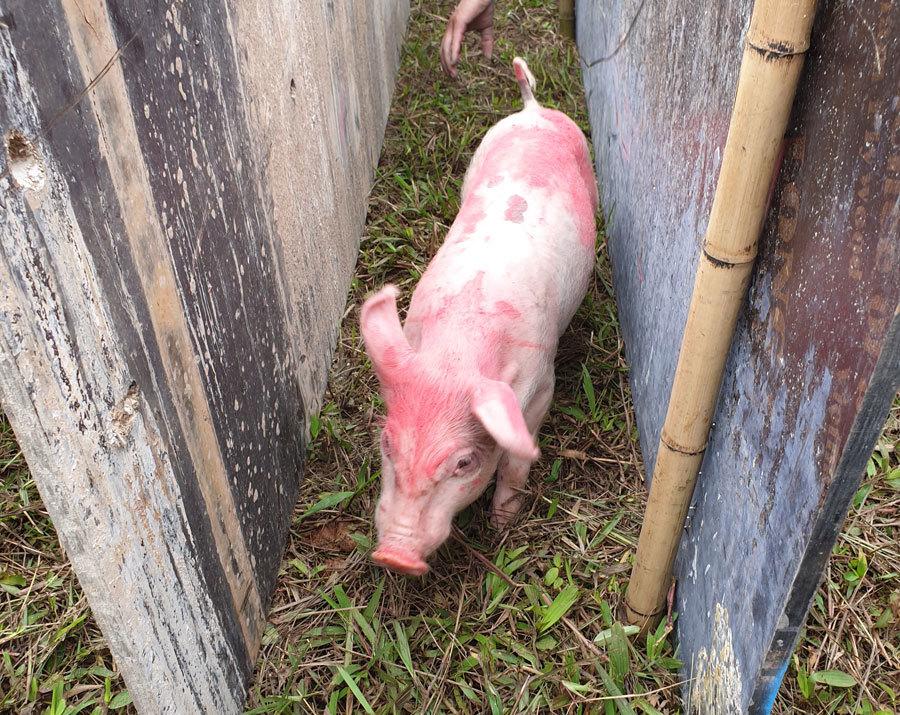 Cười vỡ bụng với màn đua lợn có 1-0-2 tại Ba Vì-5